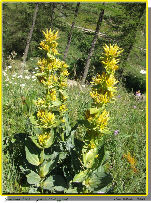 Gentiana lutea / Genziana gialla, Genziana maggiore